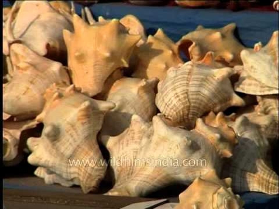 He sells sea shells in Chennai