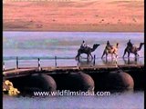 Camel crossing a pontoon bridge across the Chambal River
