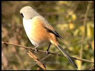 Bay-backed Shrike (Lanius vittatus)