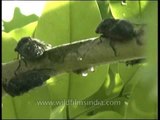 Cicadas spraying sap from Cassia tree!