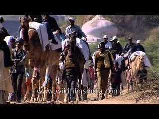 Camel safari: Best way to explore the National Chambal Sanctuary