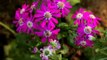 Pink Cineraria flowers in full bloom at Nehru Park, Delhi