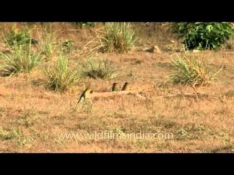 Blue-cheeked Bee-eaters on a log in Corbett National Park
