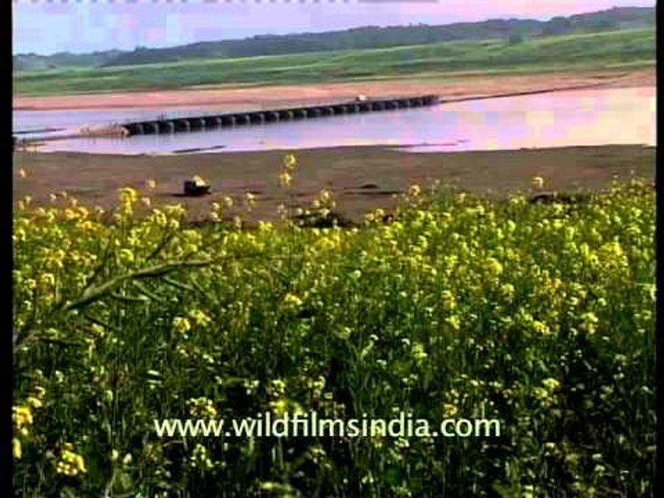 Mustard flowers blooming in abundance by Chambal river