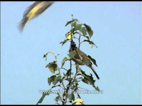 Himalayan White-cheeked Bulbul