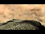 A closer glimpse of the Majestic Indian Peacock of Sariska