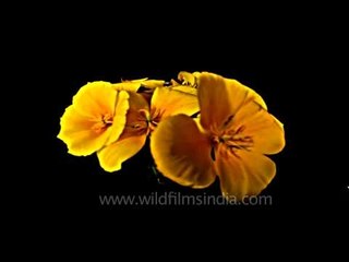 Californian Poppies shut at night-time
