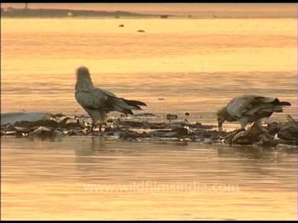 Feeding place of Egyptian Vulture: Abundant choice and stalking threats in the food