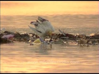 Egyptian Vulture: Nature's waste managers feeding on garbage in India