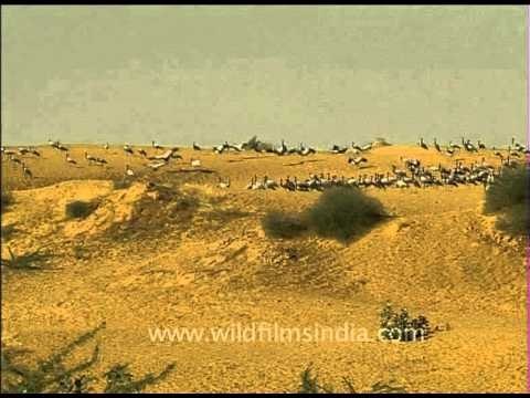 Migratory Demoiselle cranes and goats grazing together in semi arid land, India