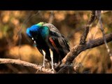 Indian Peafowl (Pavo cristatus) - a resident breeder in South Asia