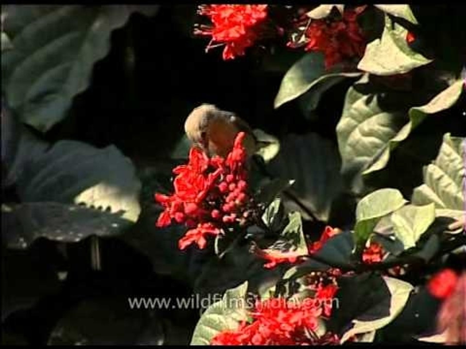 Sucking nectar from flowers