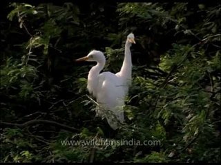 Median Egrets in breeding plumage