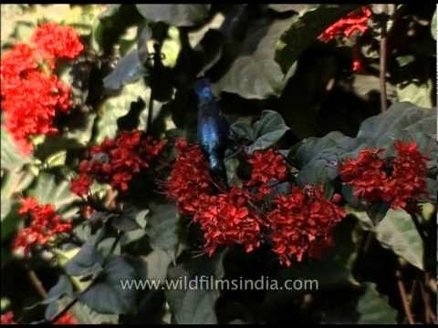 Look at the contrast! A Purple Sunbird against the rich red background of clerodendron flowers