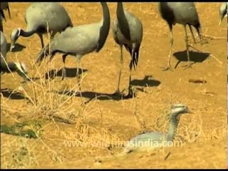 Demoiselle cranes looking for something to eat off the sand dunes in India