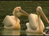 Rosy Pelicans make for a lovely sight