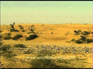 Flock of Demoiselle cranes