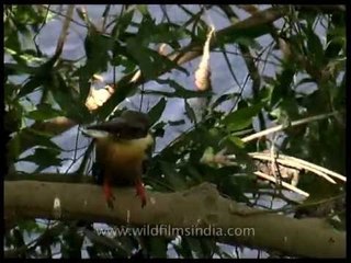 Stork-billed Kingfisher sitting on a tree with freshly caught fish