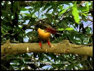 Stork-billed Kingfisher with its fishy catch (Pelargopsis capensis)