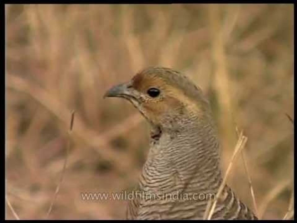 Grey Partridge (Francolinus pondicerianus)