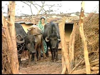 Gujarati lady herding buffaloes with a smile