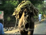 Taking one's camel for a walk on a metalled road in Rajasthan, India