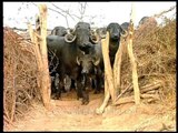 Water buffalo calf squeezing past to get out of its shed, Gujarat