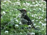 Himalayan Woodpecker (Dendrocopos himalayansis) in clover