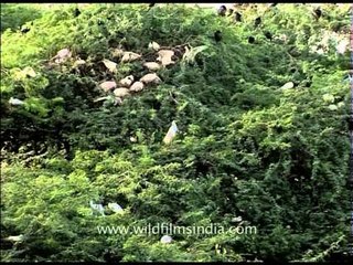 That sure is a lot of Black-headed Ibises