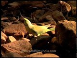 Rose-ringed Parakeet drinking water from stream in Sariska