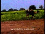 Camels carrying load passes through mustard field, India