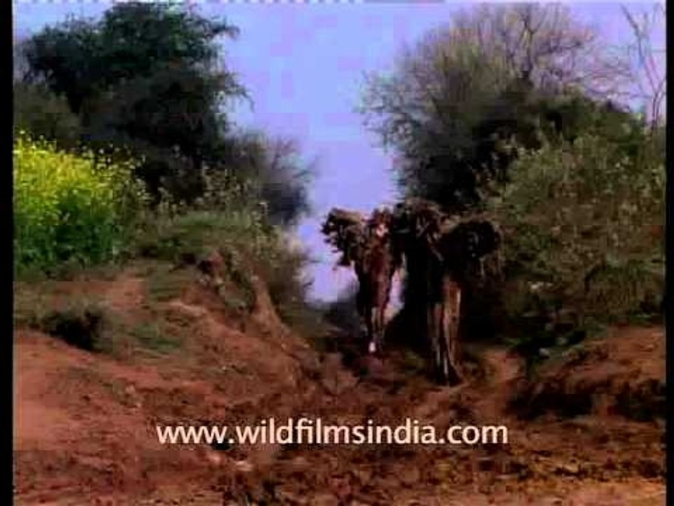 Camels - animals of burden in India