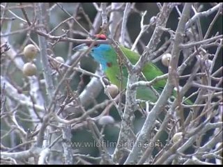 Blue-throated Barbet (Megalaima asiatica)