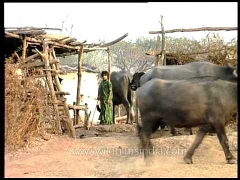 Buffaloes calmly leaving their stable for greener pastures, Gujarat