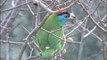 Blue-throated Barbet is found in Indian Subcontinent and Southeast Asia