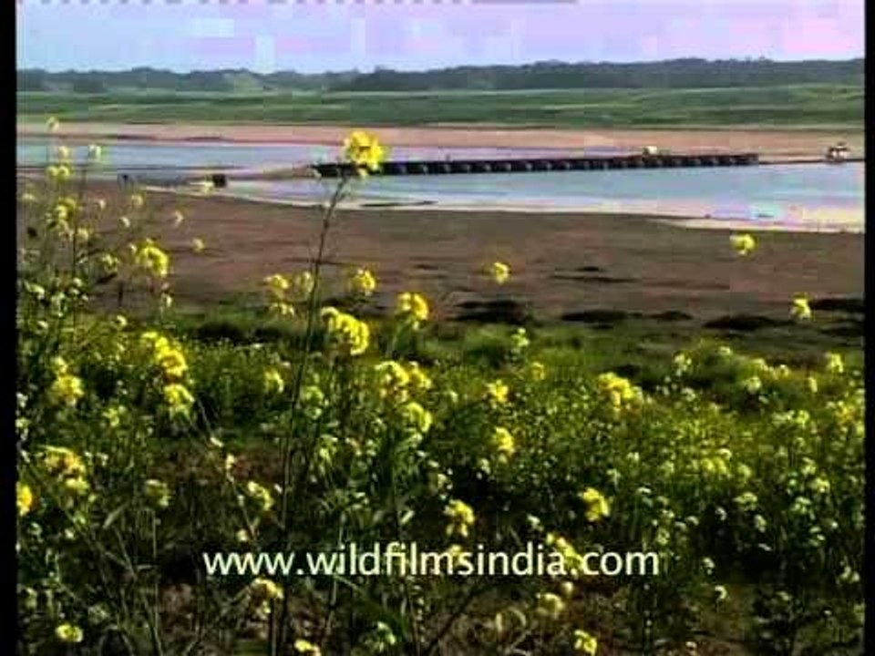 Yellow mustard flowers blooming near a river bank