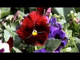 Pansy flower