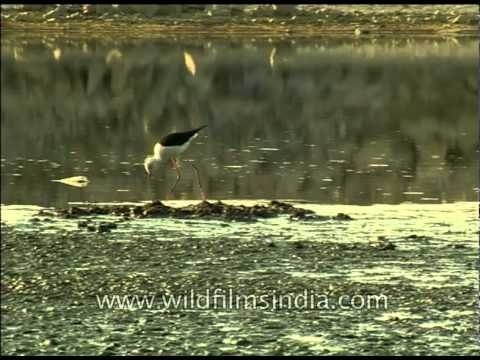 Black-winged Stilt in shallow water