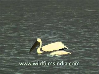 Pelicans wading through waters in groups