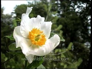 Paeonia emodi growing wild in the Himalaya!