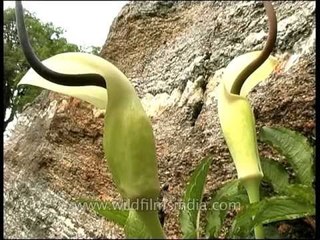 Arisaema or Snake plant of the Himalaya