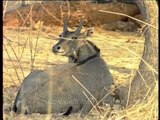 Nilgai - The largest asian antelope