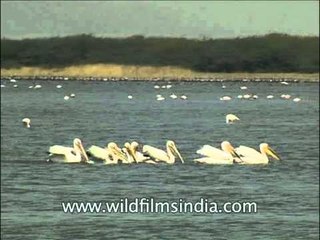 Hundreds of Rosy Pelicans feeding on sardines and anchovies