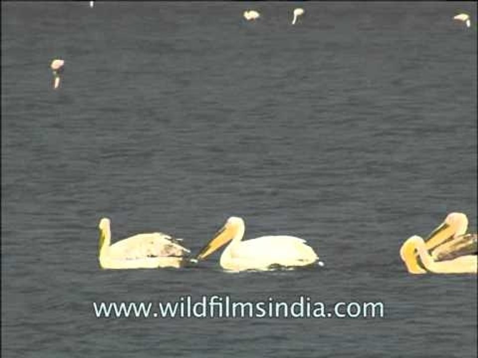 White pelicans floating on a calm lake