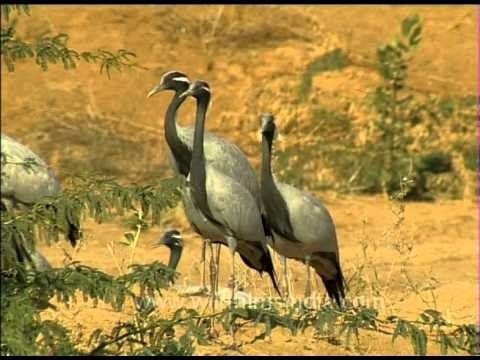 Flock of Demoiselle cranes relaxing in the sand, India