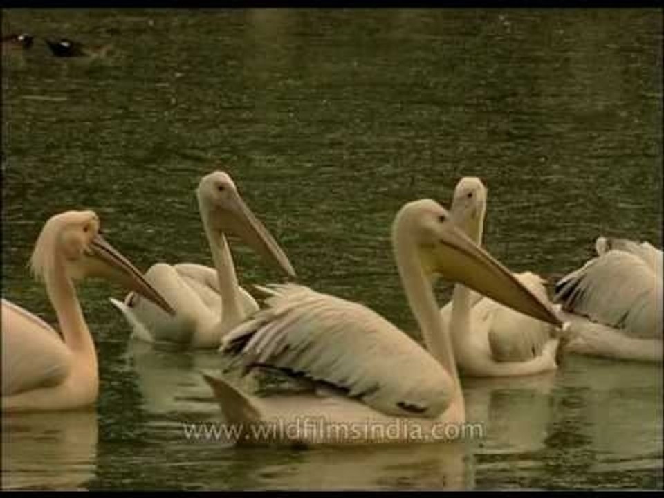 Pelicans - Rosy and Dalmatian