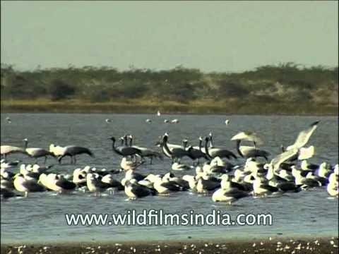 Demoiselle cranes gathering in large flocks whilst on migration