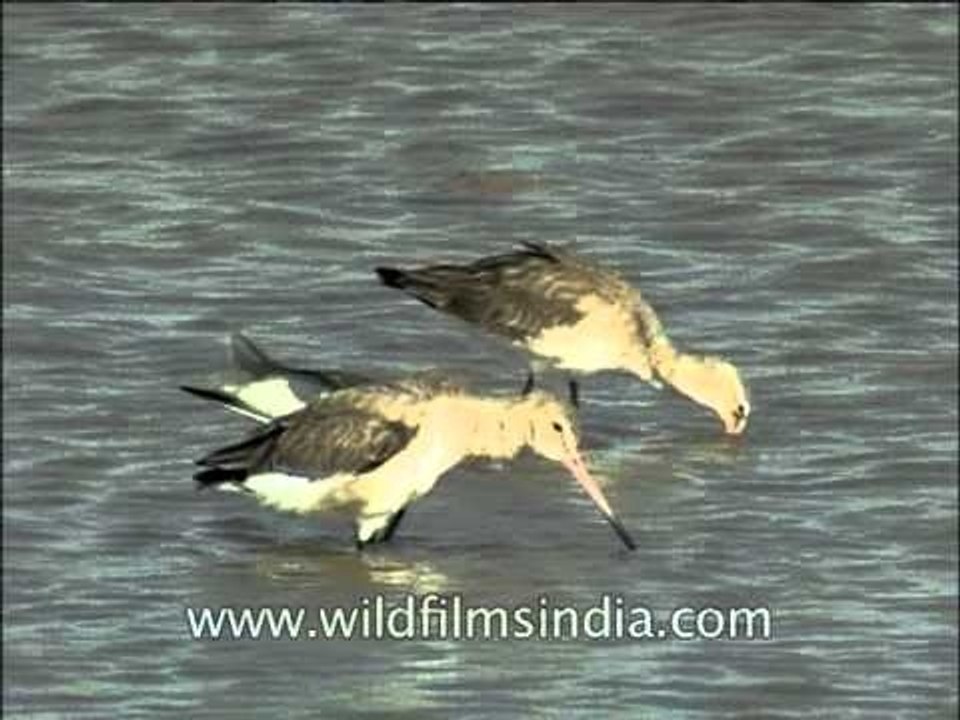 Short-billed Asian Dowitcher