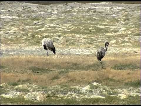 The Black-necked Cranes (Grus nigricollis)