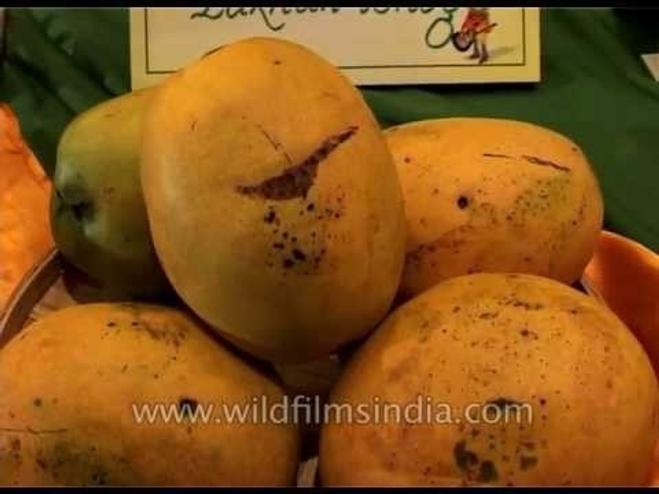 Humongous mangos on display at the Mango festival